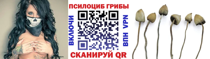 Галлюциногенные грибы Psilocybine cubensis OMG зеркало Верея darknet наркотические препараты закладки